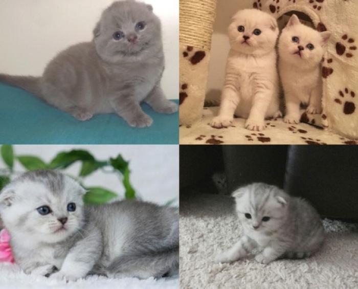 Продажа шотландских котят