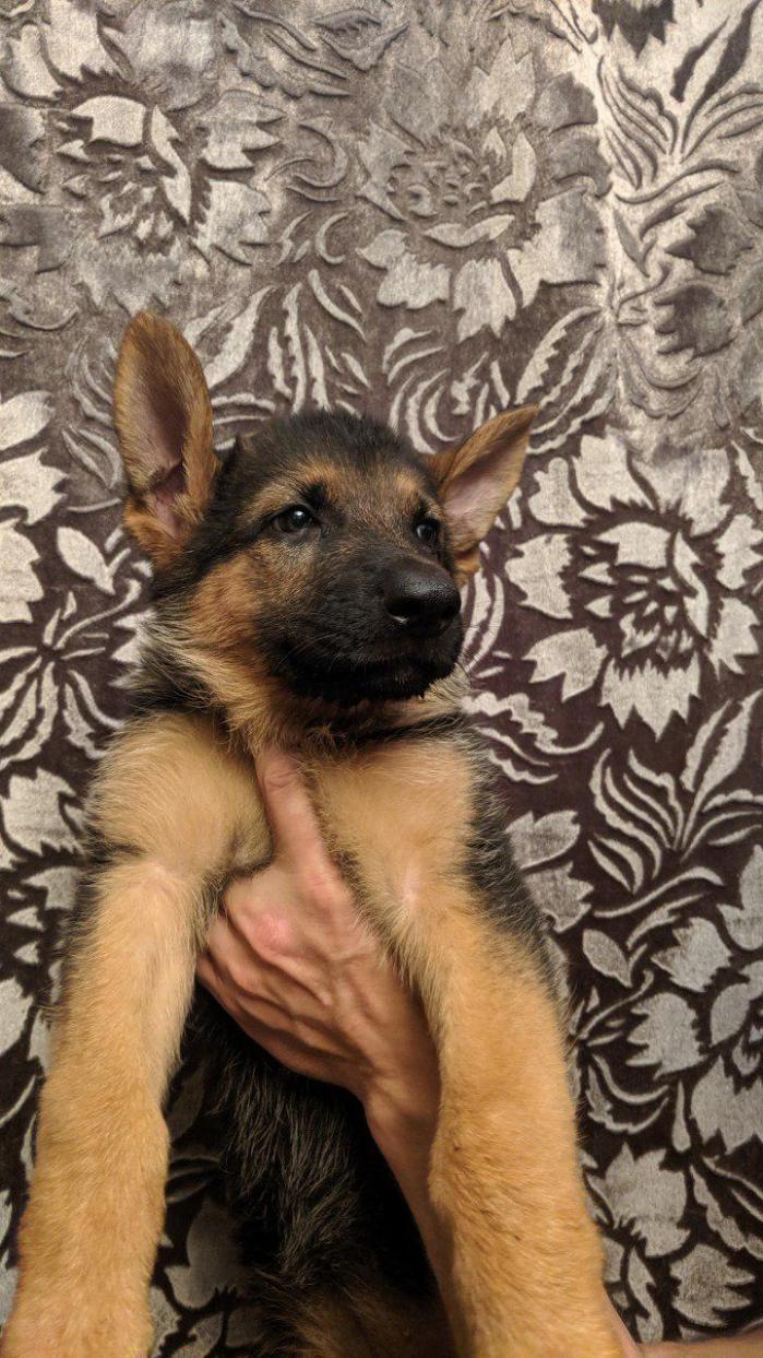 Продам щенков Немецкой овчарки. Днепр.