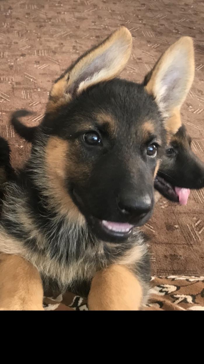 Продам щенков Немецкой овчарки. Днепр.