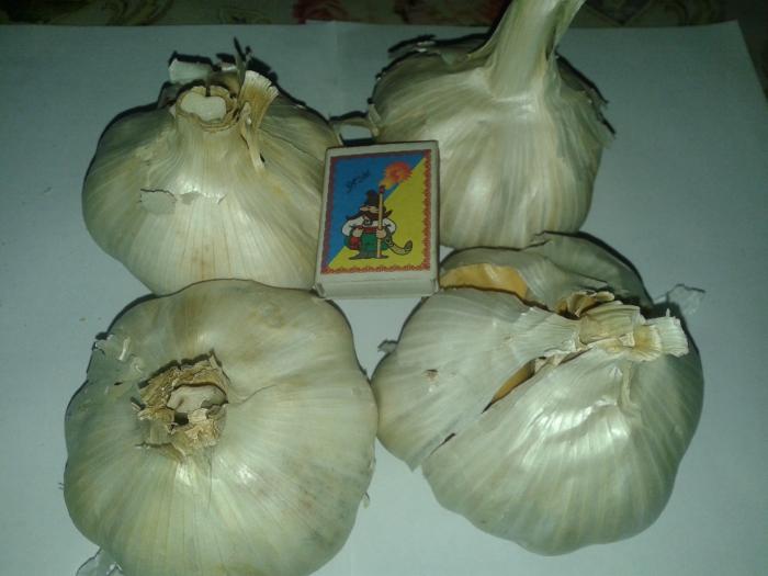 Предлагаю посадочный материал чеснока Рокамболь ( зубки, однозубка)