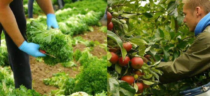 Віза та робота в Англії.