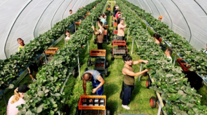 Віза та робота в Англії.