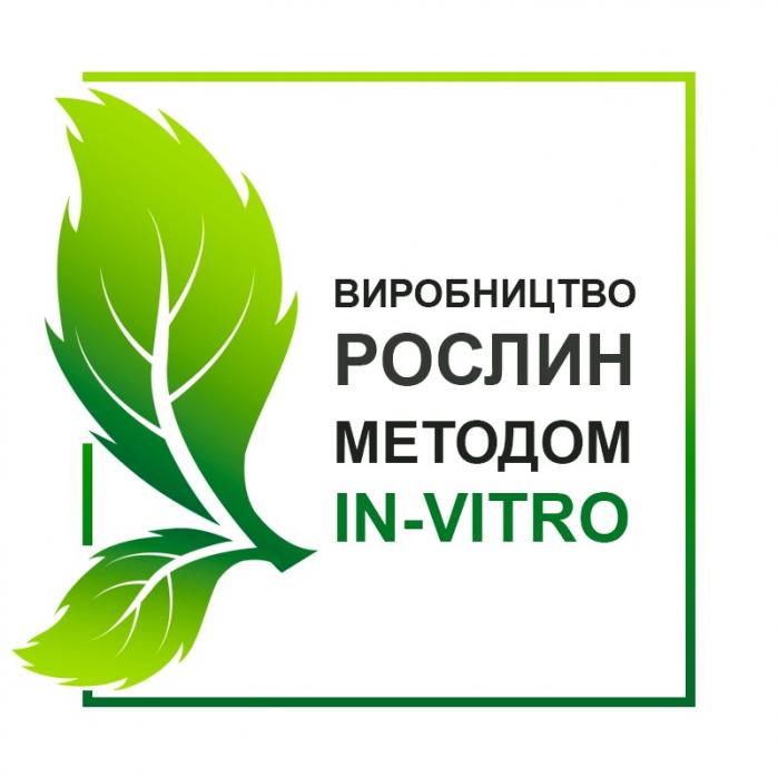 Реализуем здоровые саженцы павловнии