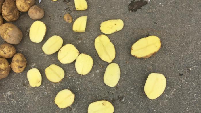 Картофель от производителя оптом