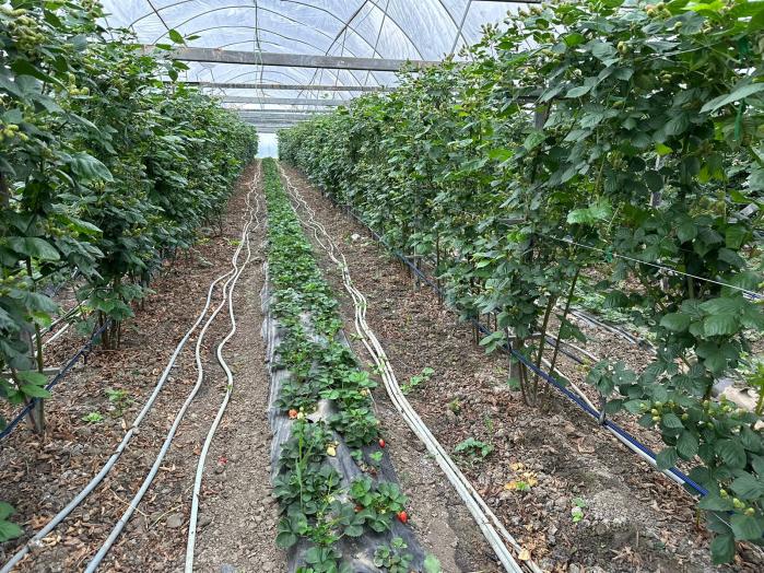 Тепличный комплекс 6,9 гектар