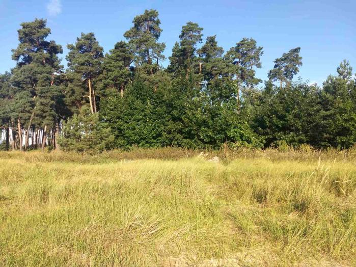 Земельна ділянка під будівництво 25 сот в с. Дернівка, Київської області