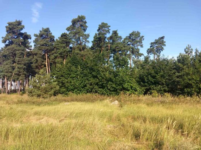 Земельна ділянка під будівництво 25 сот в с. Дернівка, Київської області