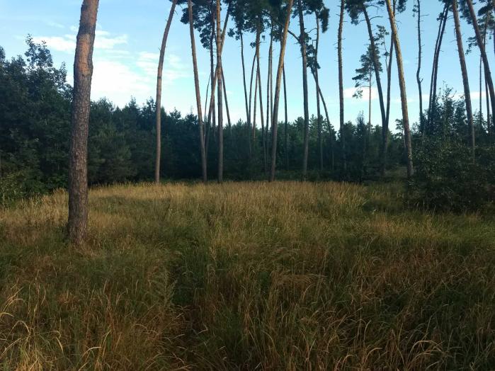 Земельна ділянка під будівництво 25 сот в с. Дернівка, Київської області