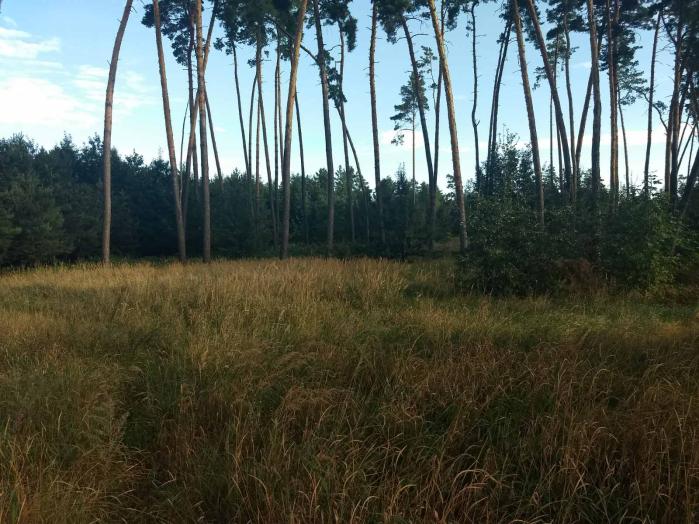 Земельна ділянка під будівництво 25 сот в с. Дернівка, Київської області