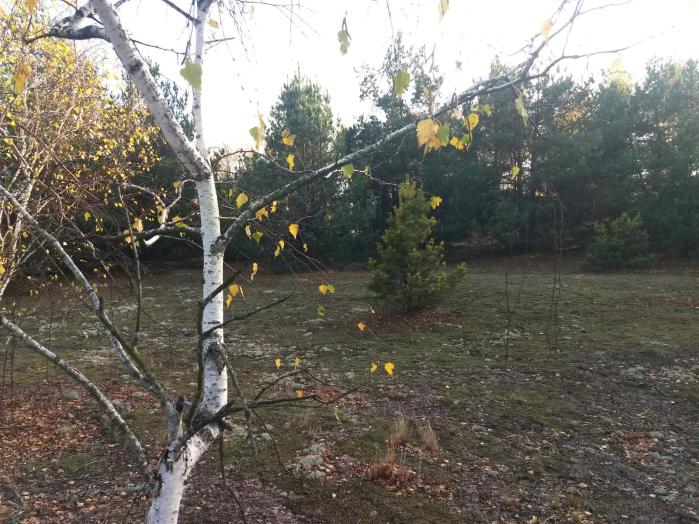 Земельный участок под садоводчество и постройку дома в с., Дружня