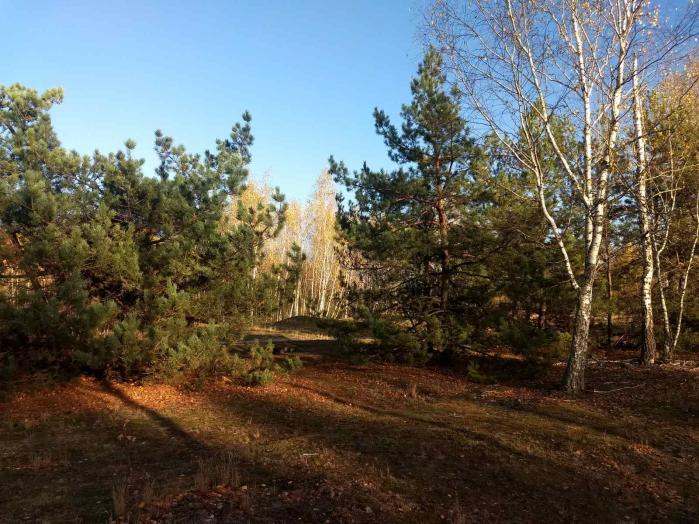 Земельный участок под садоводчество и постройку дома в с., Дружня