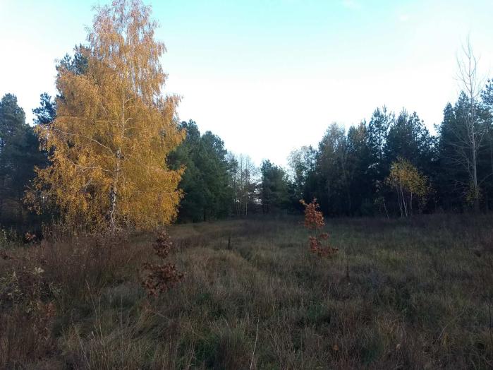 Земельный участок под садоводчество и постройку дома в с., Дружня