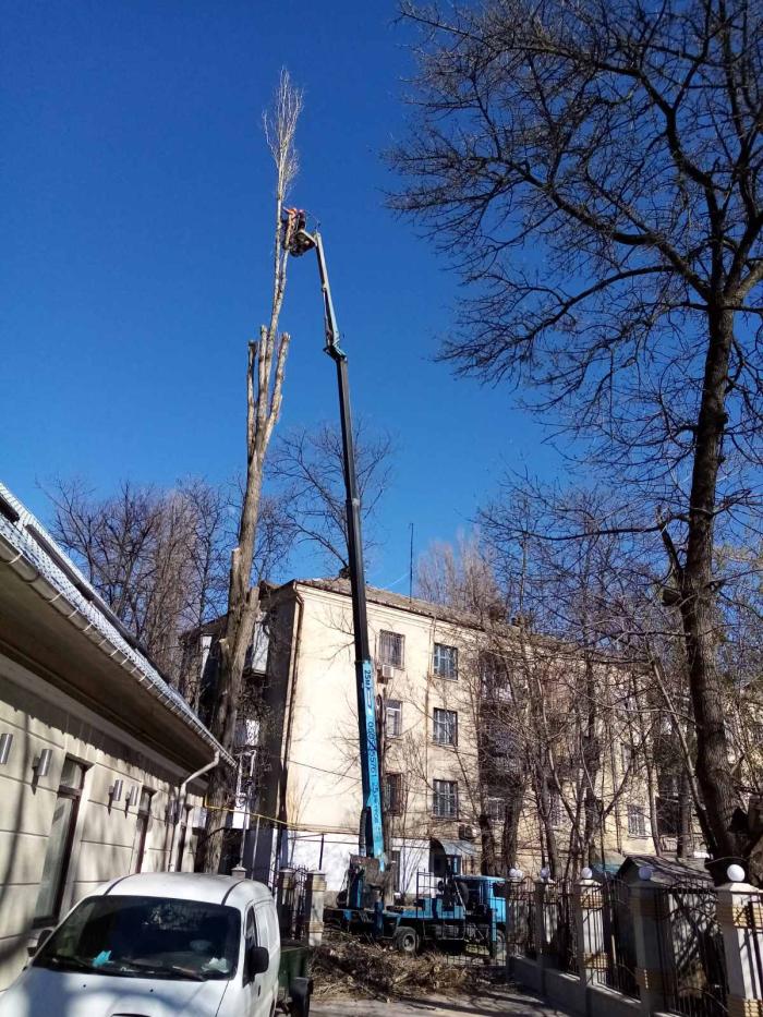 Спилим обрежем деревья, удалим поросли