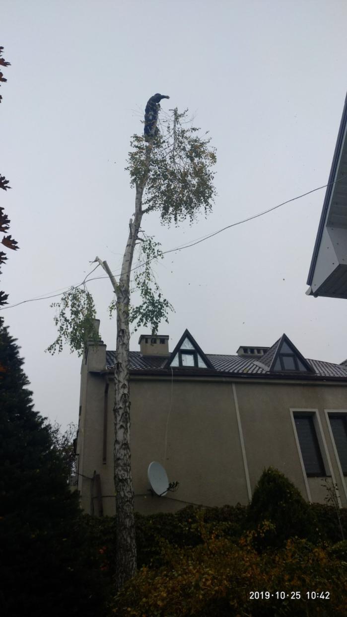 Спилим обрежем деревья, удалим поросли