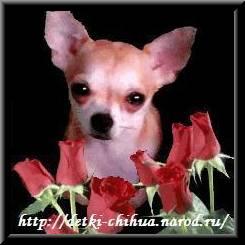 Чихуахуа и Русский Той-терьер. Щенки.