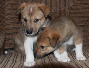 продам щенков западно-сибирской лайки