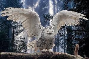 Помощь мага