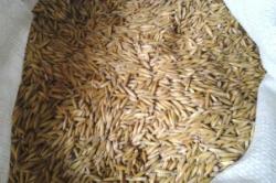 Кормовой овёс в Харькове. Корм с/х птицам, животным
