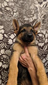 Продам щенков Немецкой овчарки. Днепр.