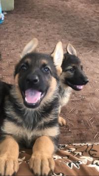Продам щенков Немецкой овчарки. Днепр.