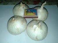 Предлагаю посадочный материал чеснока Рокамболь ( зубки, однозубка)