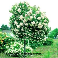 Саженцы оптом с доставкой в Крыму и по всей России