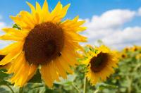 Семена подсолнечника Златсон, Гусляр, Ясон, Форвард, Базальт, Равелин