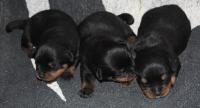 Крутые щенки ротвейлера