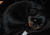 Ротвейлеры под резерв