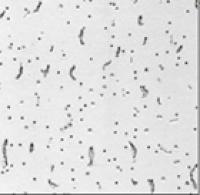 Подвесной потолок Армстронг, АМФ, Рокфон, грильято - низкие цены