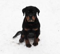 Щенки ротвейлера для выставок  и души