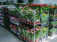 Предлагаем Живые цветы оптом