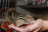 Бурундук сибирский от заводчика