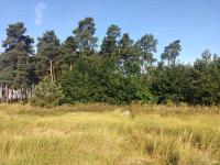 Земельна ділянка під будівництво 25 сот в с. Дернівка, Київської області