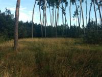 Земельна ділянка під будівництво 25 сот в с. Дернівка, Київської області