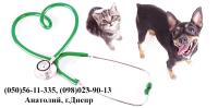 Вызов ветеринара на дом Днепр