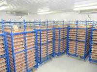 Холодильна камера Тривалого зберігання яєць (встановлення під ключ)